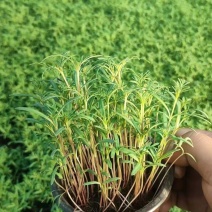 草花波斯菊120杯，基地有量，价格优惠，欢迎来订购