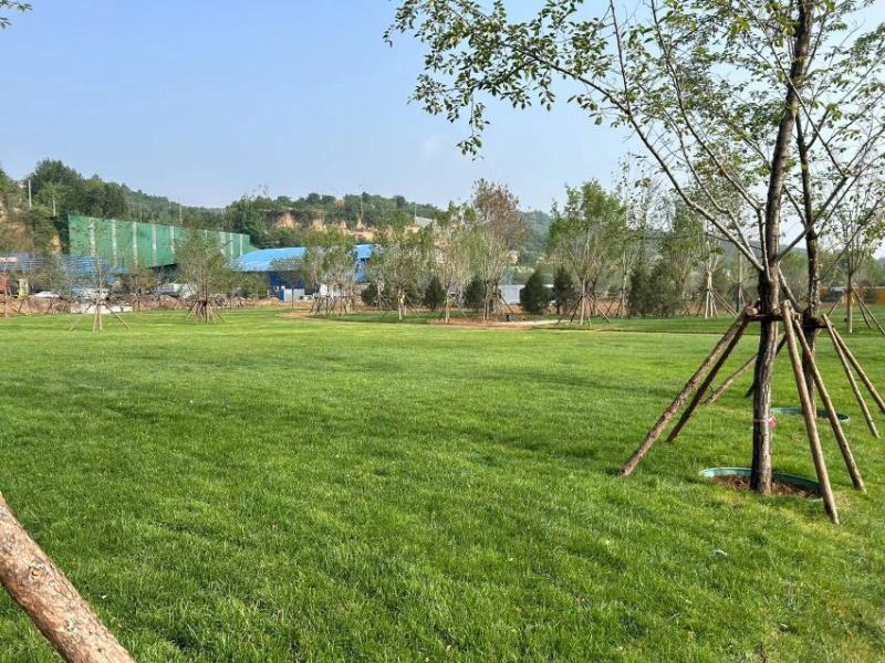 沙培草坪，足球场草坪，基地直发品质有保证