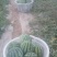 麒麟二茬西瓜