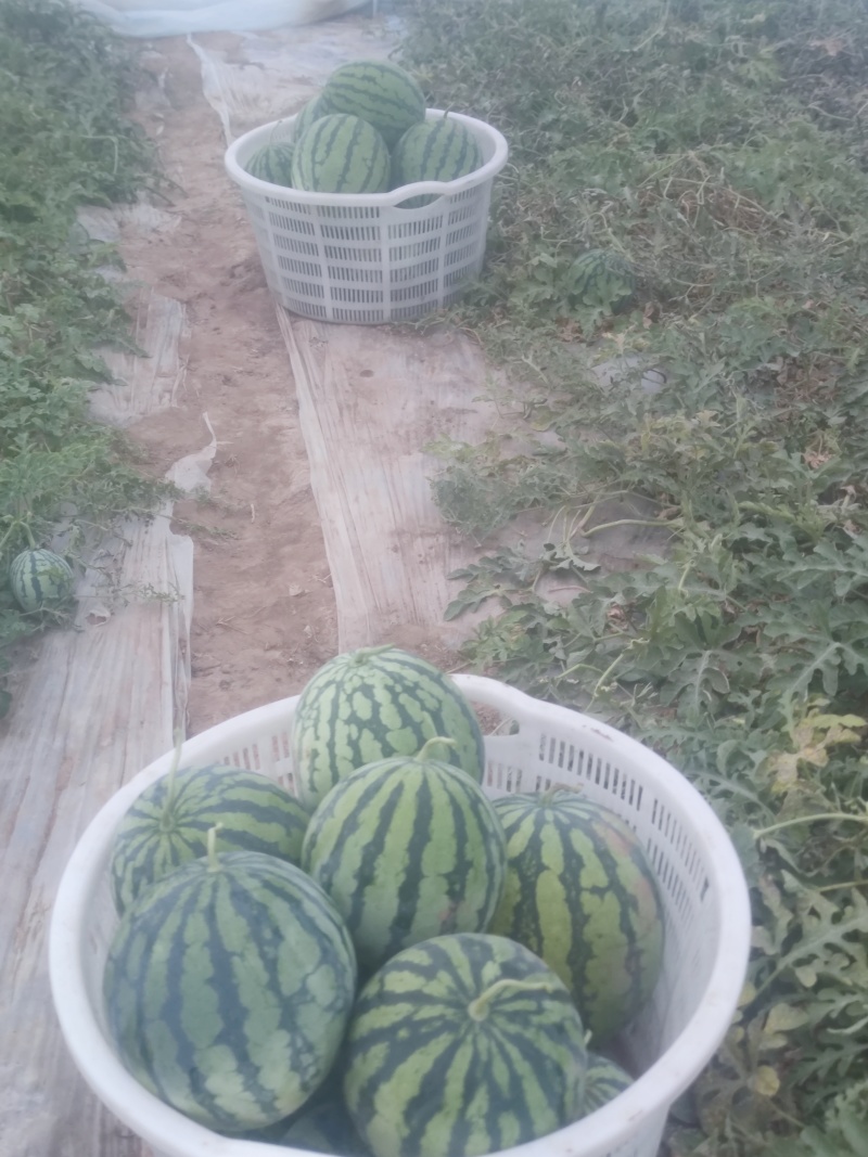 麒麟二茬西瓜