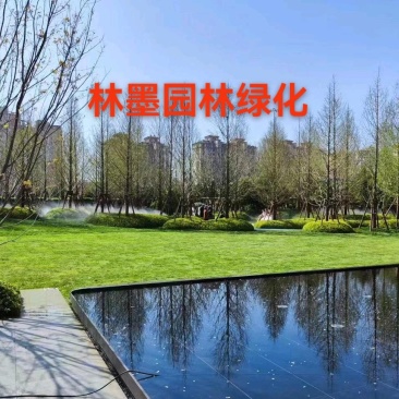 沙培草坪，足球场草坪，基地直发品质有保证