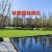 沙培草坪，足球场草坪，基地直发品质有保证