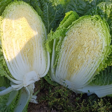 黄心白菜