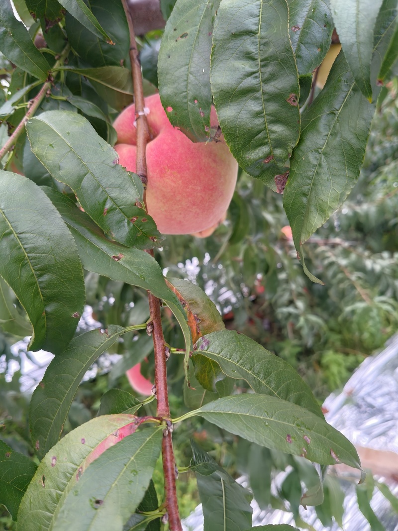 桃子水蜜桃