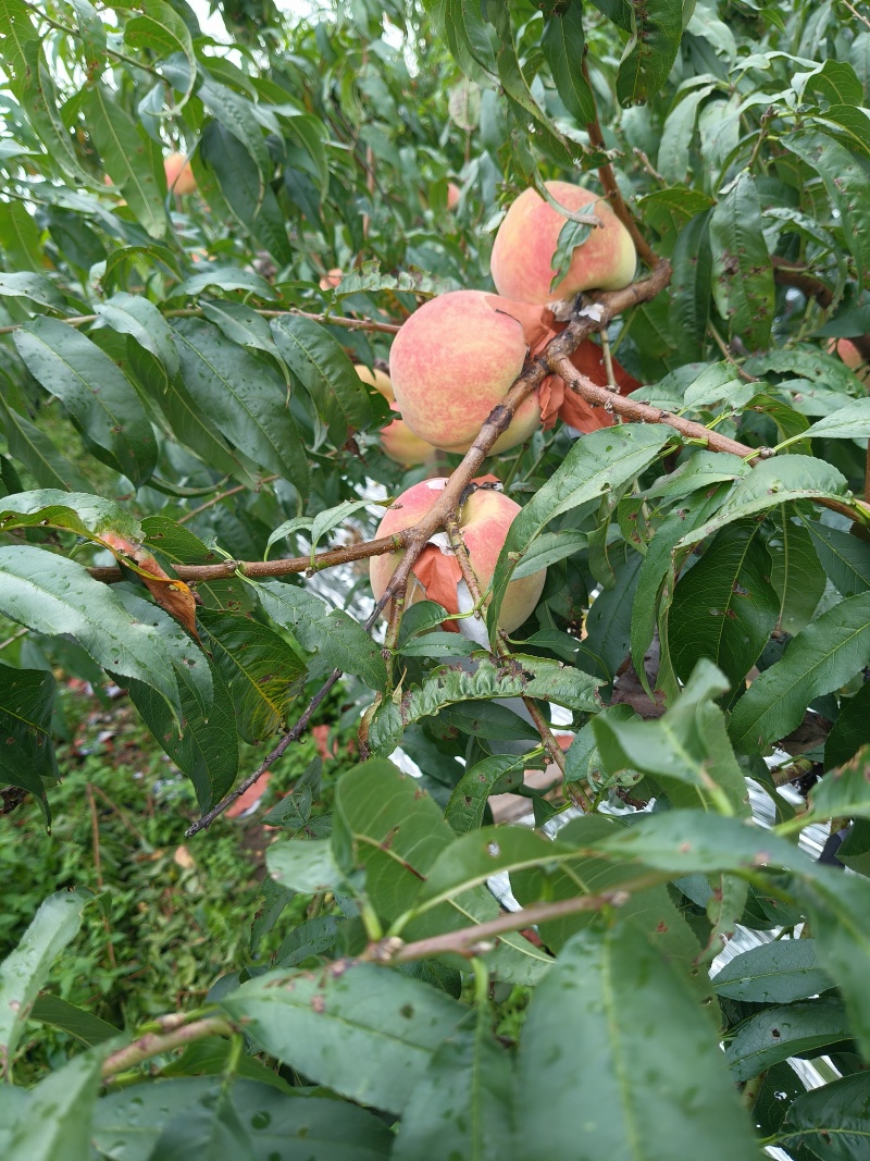 桃子水蜜桃