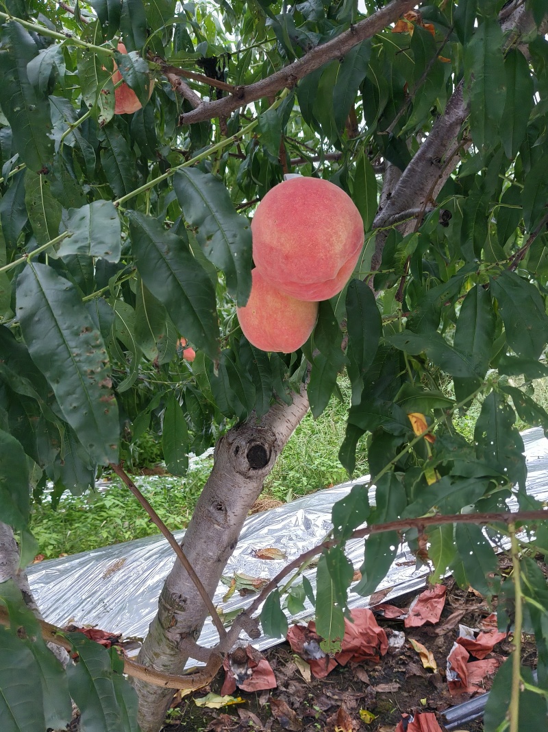 桃子水蜜桃