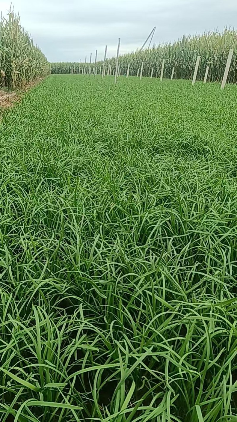 汉中韭菜热卖中，欢迎省内处朋友前来光成