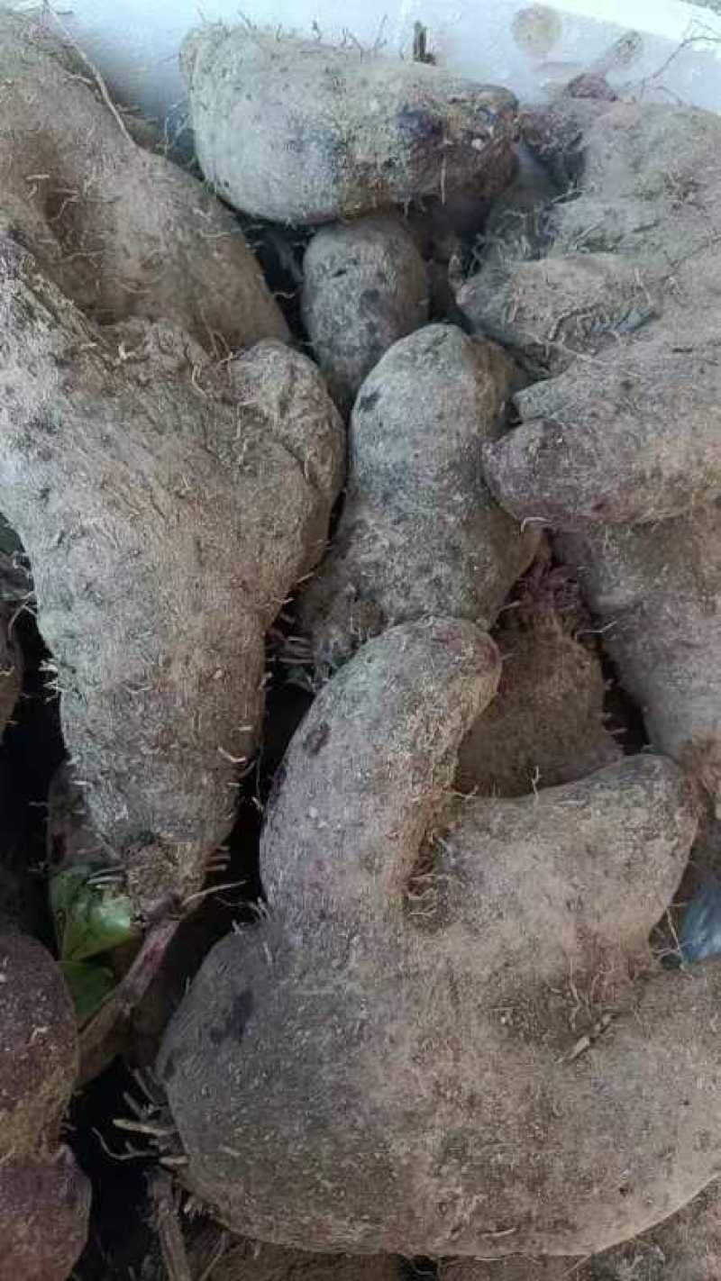 赣南紫山药次品条形不好开叉