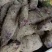 赣南紫山药次品条形不好开叉