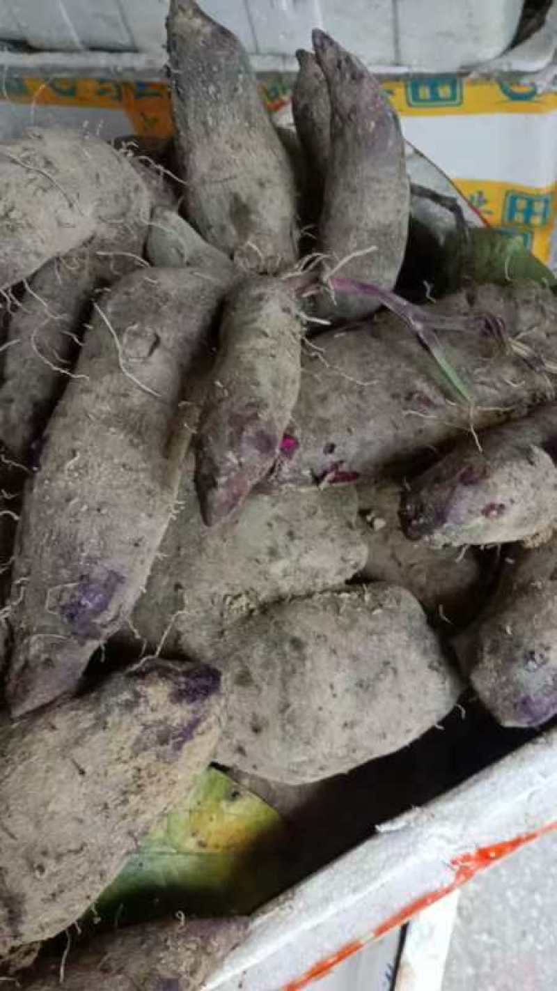 赣南紫山药次品条形不好开叉
