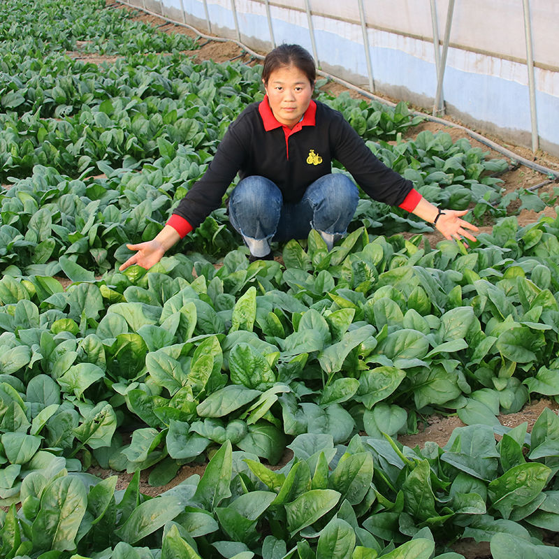 黑禧一代杂交菠菜种子叶色墨绿叶片肥厚耐低温高产生长快