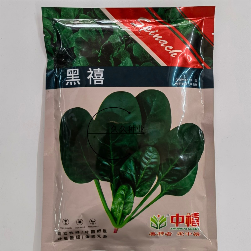 黑禧一代杂交菠菜种子叶色墨绿叶片肥厚耐低温高产生长快