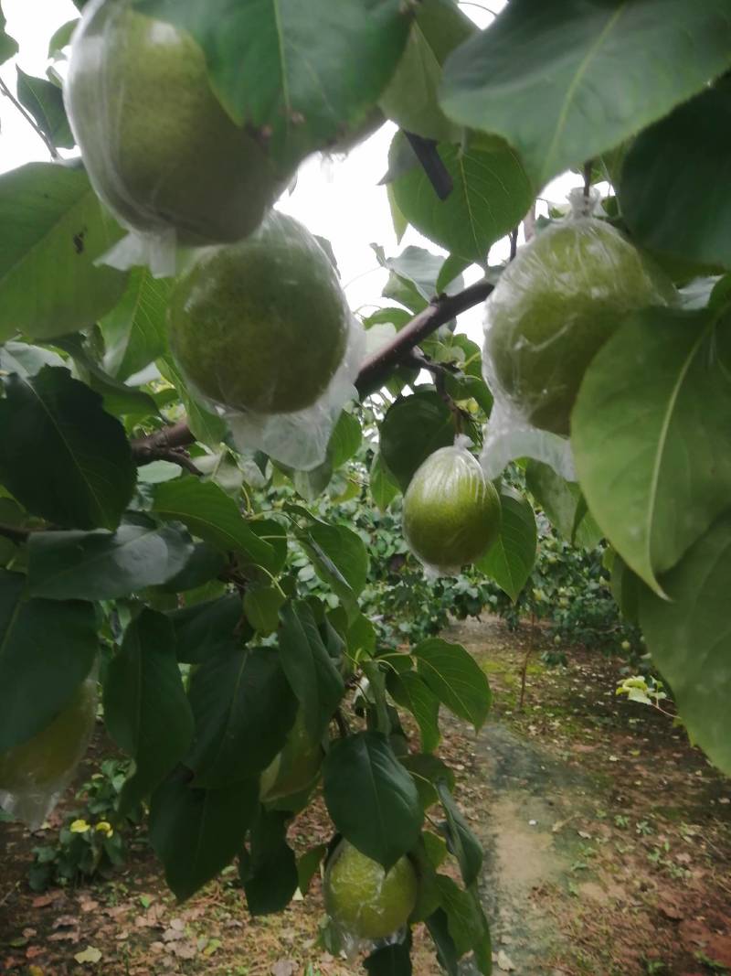 鸭梨膜袋酸甜可口，皮薄无渣，现在热卖中，欢迎新老客户