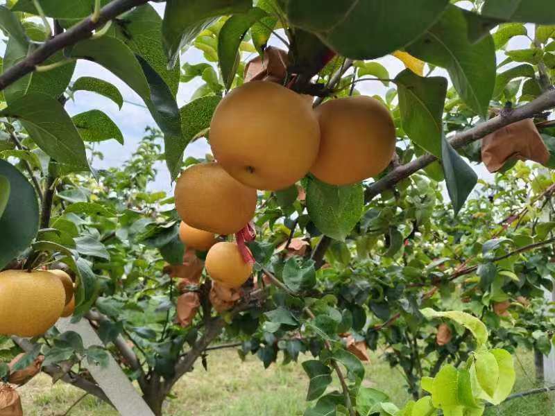 山东精品秋月梨大量上市，全国发货，价格便宜，诚信经营