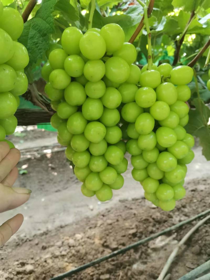 阳光玫瑰