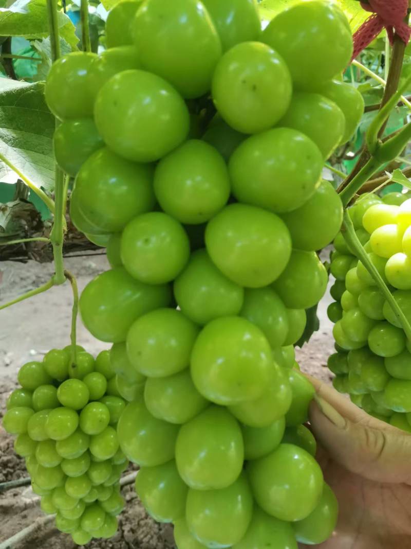 阳光玫瑰