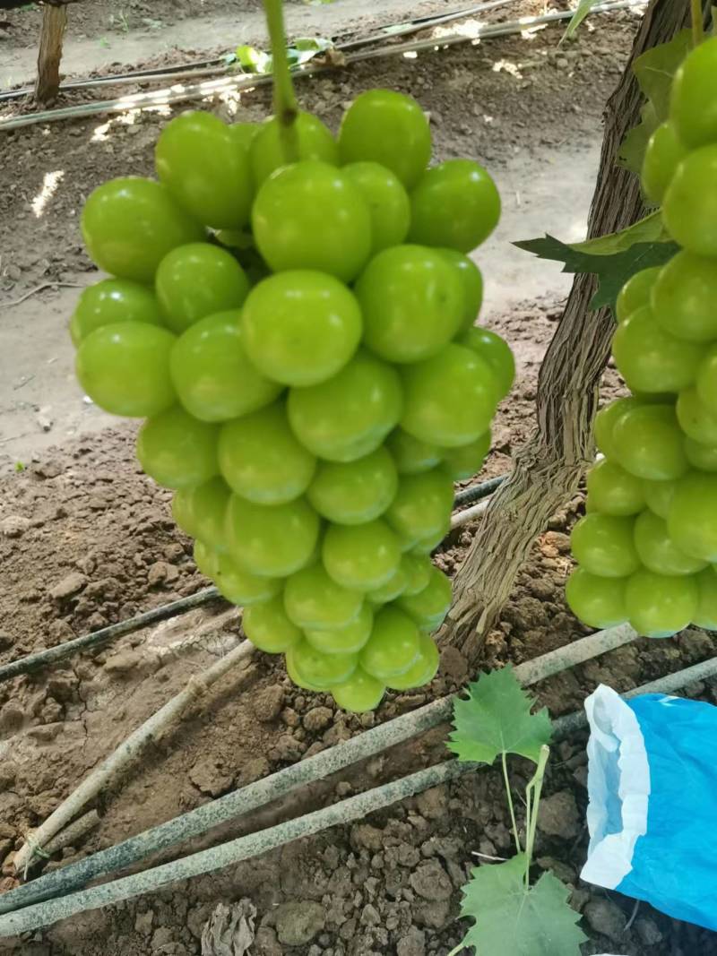 阳光玫瑰