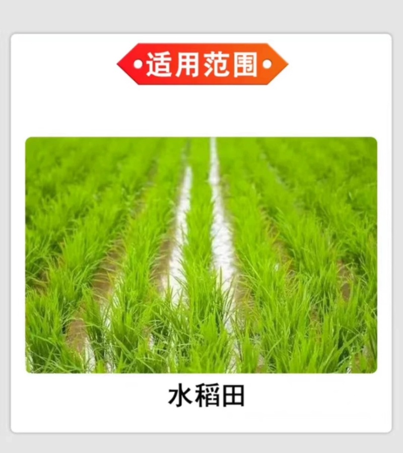 40%噁唑氰氟草酯恶唑酰草胺水稻苗后除草剂除一年生杂草