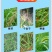 40%噁唑氰氟草酯恶唑酰草胺水稻苗后除草剂除一年生杂草