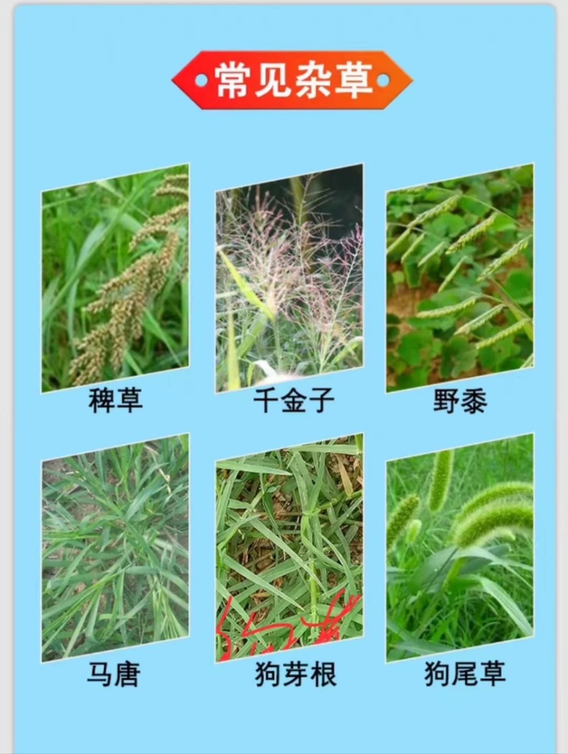 40%噁唑氰氟草酯恶唑酰草胺水稻苗后除草剂除一年生杂草