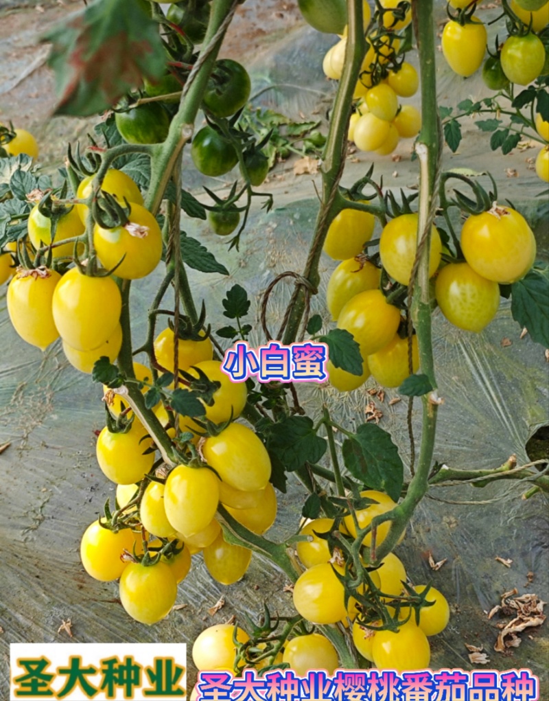 小白蜜樱桃番茄苗圣女果苗小西红柿苗白色樱桃番香甜多汁