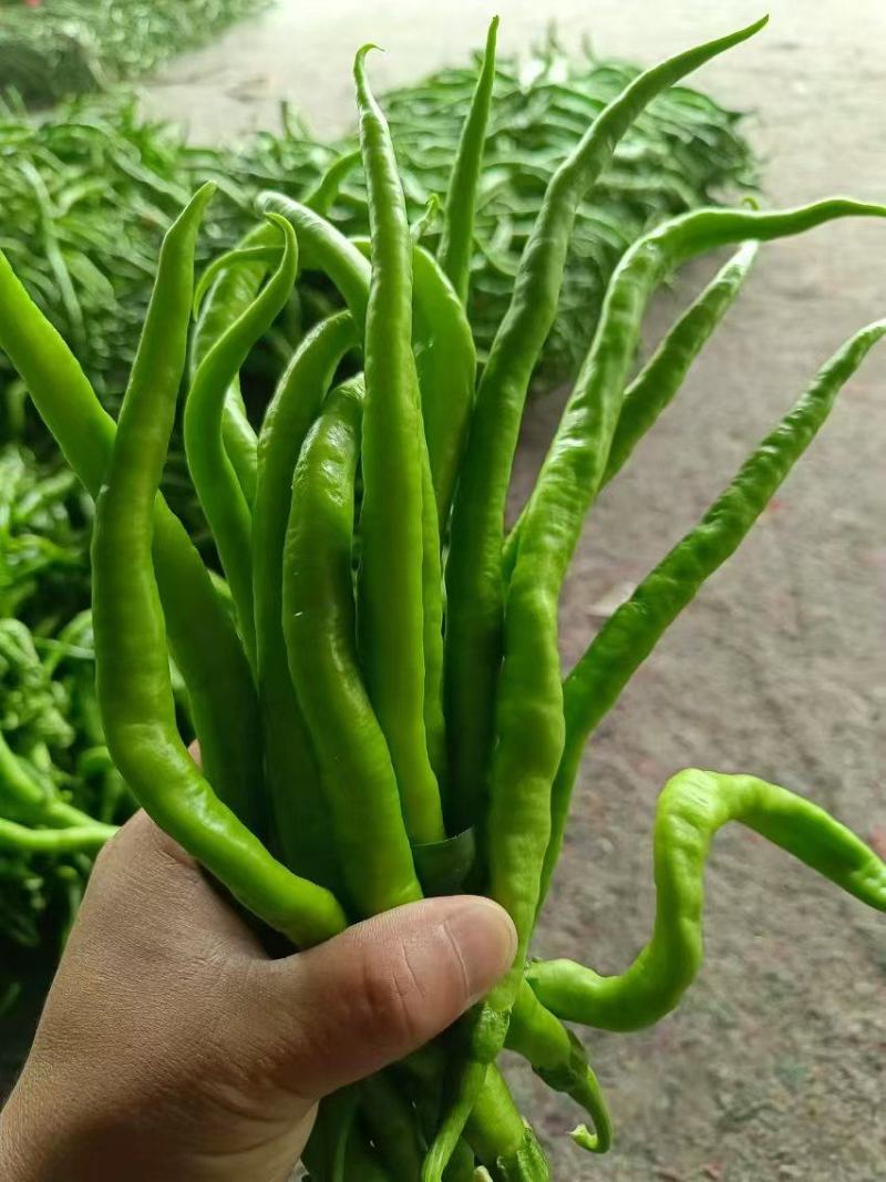 安阳内黄县大量线椒供应精品鲜辣椒，量大从优，欢迎咨询