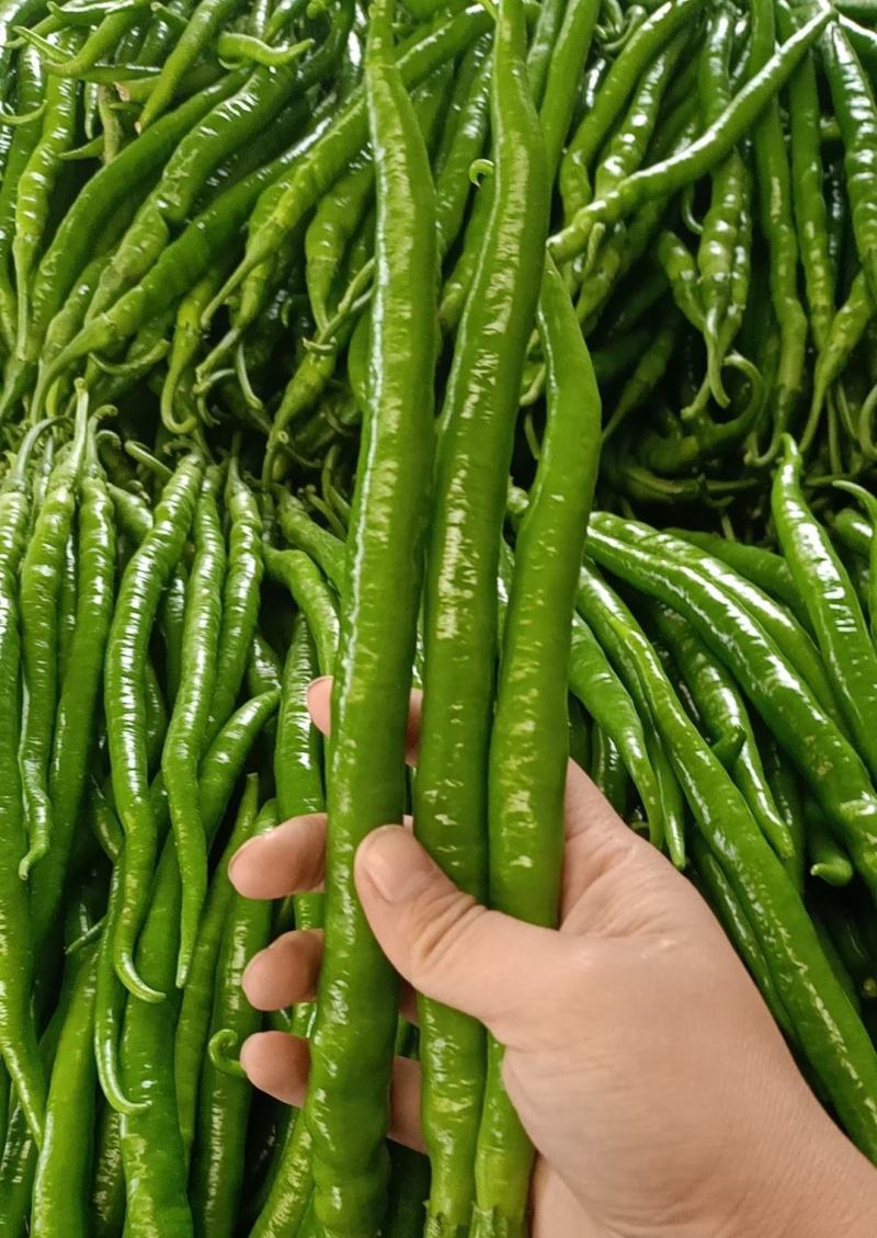 安阳内黄县大量线椒供应精品鲜辣椒，量大从优，欢迎咨询