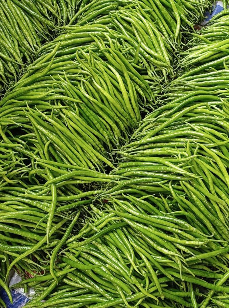 安阳内黄县大量线椒供应精品鲜辣椒，量大从优，欢迎咨询