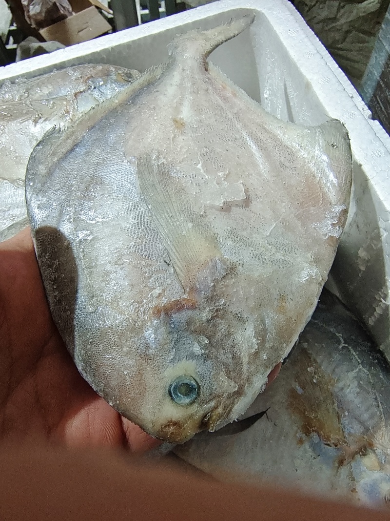 船冻冷水银鲳鱼产地直发一手货源价格美丽欢迎致电