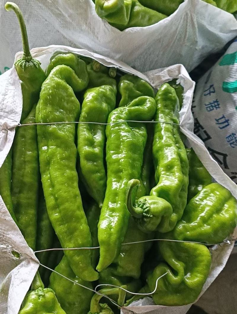 河南安阳内黄县精品鲜辣椒，尖椒大量供应，新鲜发货量大从优
