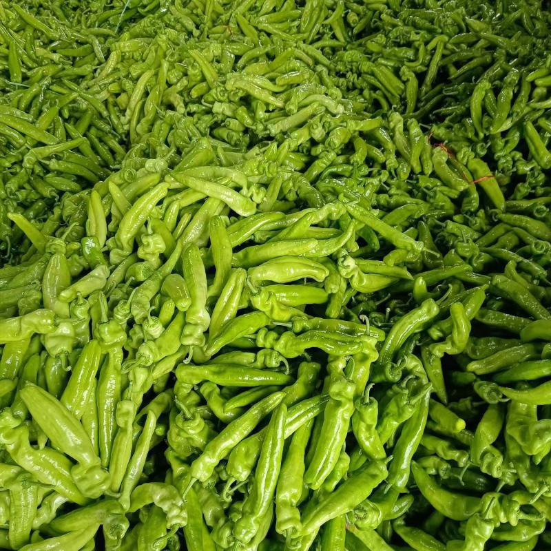 河南安阳内黄县精品鲜辣椒，尖椒大量供应，新鲜发货量大从优