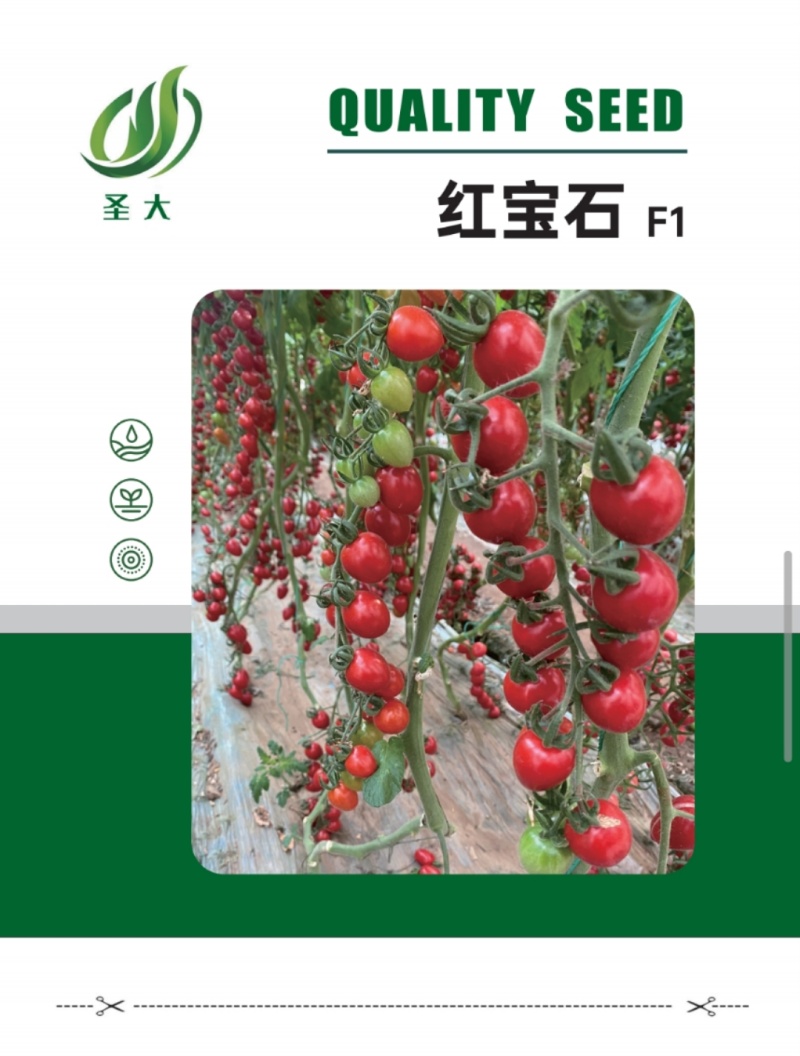小番茄种子樱桃番茄种子圣女果种子红果靓丽果实鸡心型