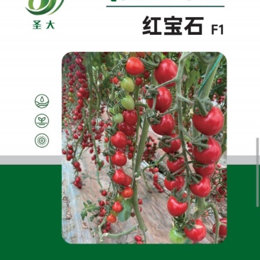 小番茄种子樱桃番茄种子圣女果种子红果靓丽果实鸡心型