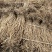 关防风甘肃产地直发，一手货源保质保量欢迎来电