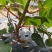 新鲜猕猴桃苗，优质品种，快速生长植，翠香和金桃成品苗