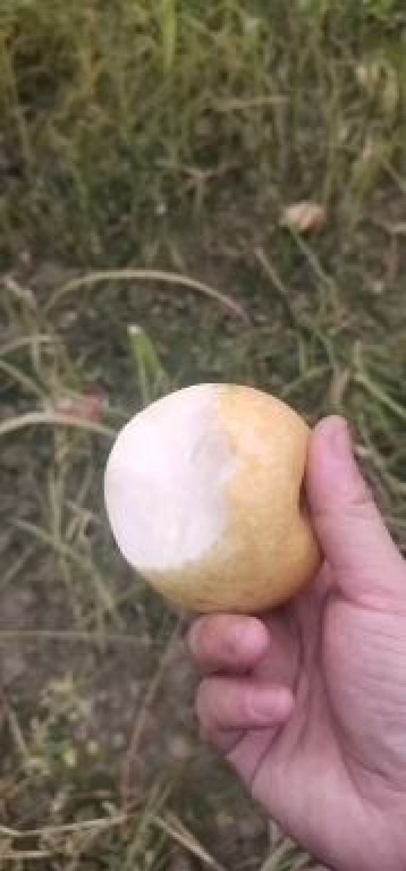 秋月梨头果汁水多甜度高！！！！！！！！！！！！！！