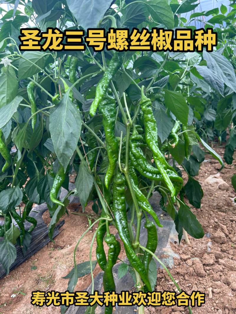 螺丝椒种子辣椒种子圣龙三号辣味香浓褶皱好螺旋度较好
