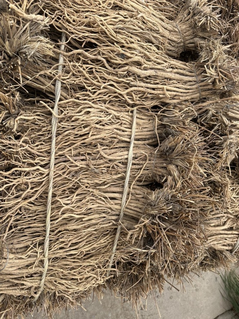 关防风统货甘肃产地直发品质保证各规格齐全，批发零售