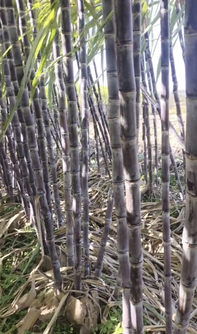 黑皮甘蔗上市了湖北产地直供对接各大市场电商