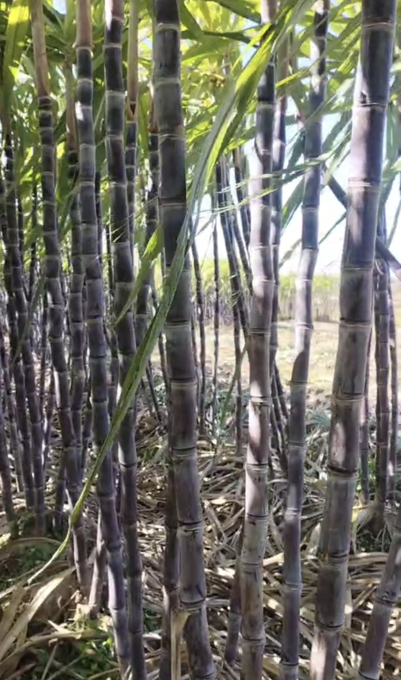 黑皮甘蔗上市了湖北产地直供对接各大市场电商