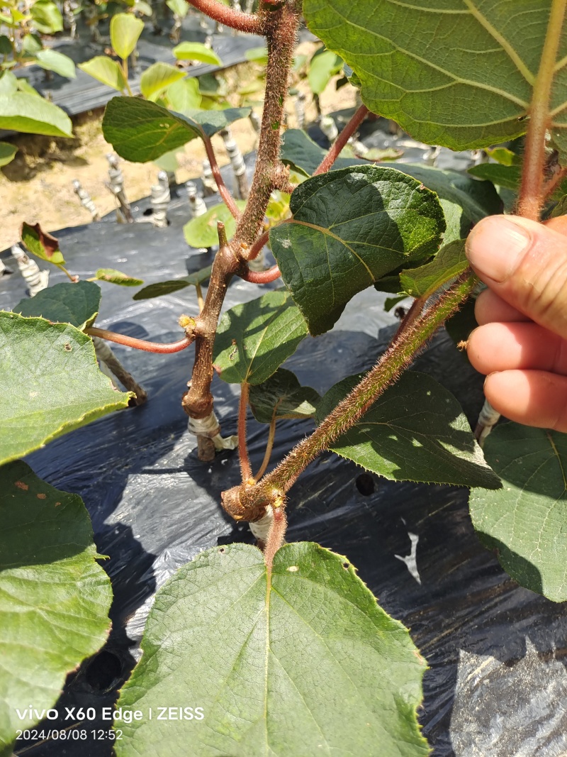 湖南翠香猕猴桃苗基地直发根系发达易成活对接全国