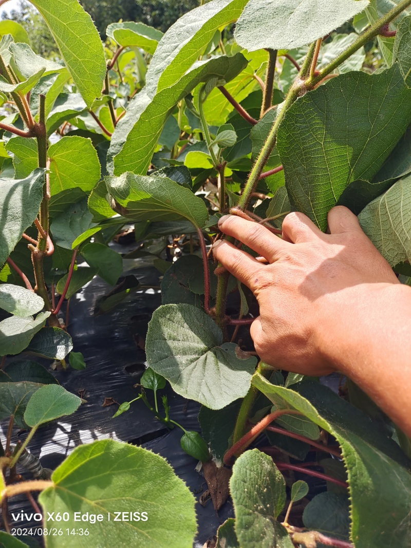 湖南翠香猕猴桃苗基地直发根系发达易成活对接全国