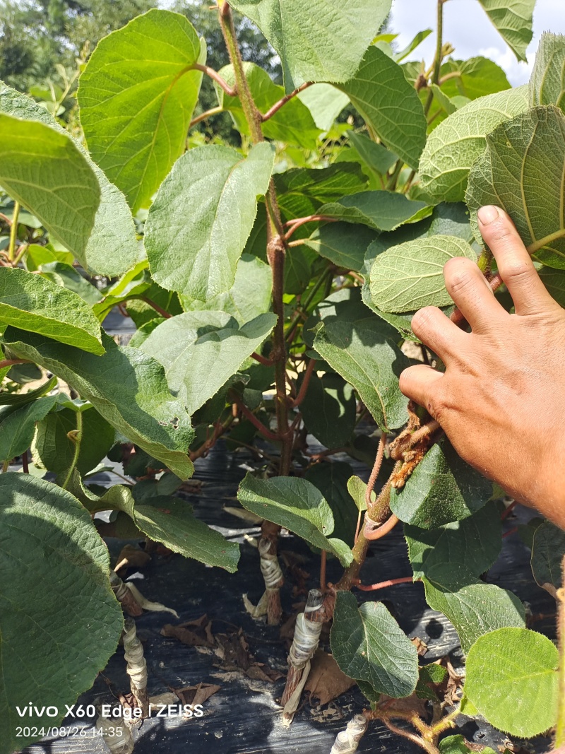 湖南翠香猕猴桃苗基地直发根系发达易成活对接全国