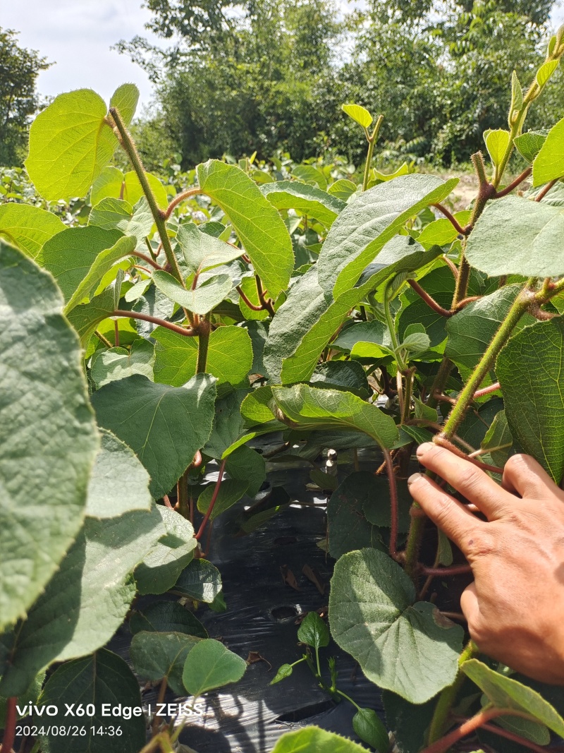 湖南翠香猕猴桃苗基地直发根系发达易成活对接全国