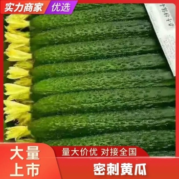 【实力密刺黄瓜】大量现货，质量保证，价格实惠，欢迎来咨询
