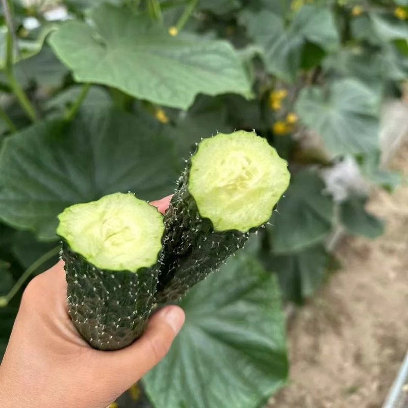 【实力密刺黄瓜】大量现货，质量保证，价格实惠，欢迎来咨询