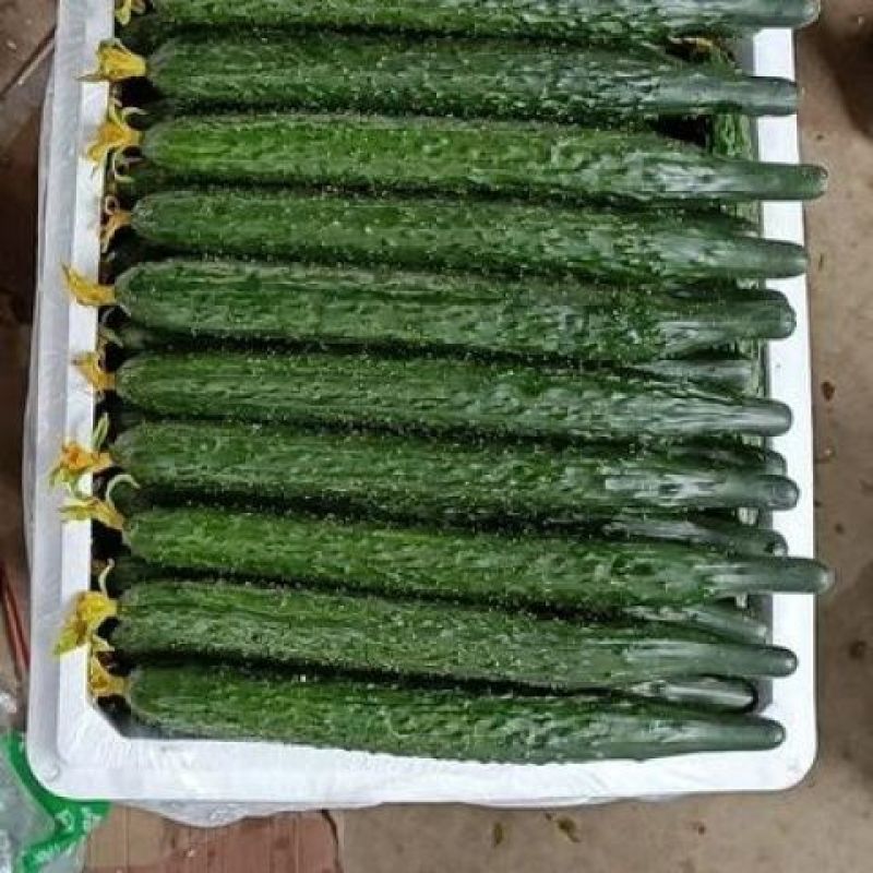 【实力密刺黄瓜】大量现货，质量保证，价格实惠，欢迎来咨询