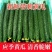 【实力密刺黄瓜】大量现货，质量保证，价格实惠，欢迎来咨询