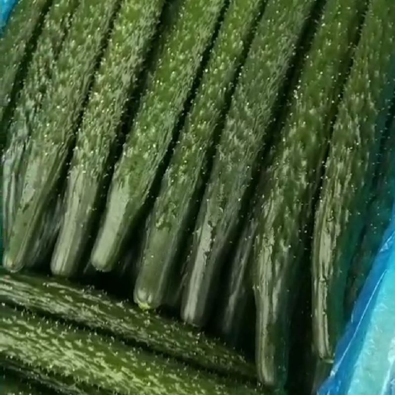 【实力密刺黄瓜】大量现货，质量保证，价格实惠，欢迎来咨询