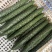 【实力密刺黄瓜】大量现货，质量保证，价格实惠，欢迎来咨询